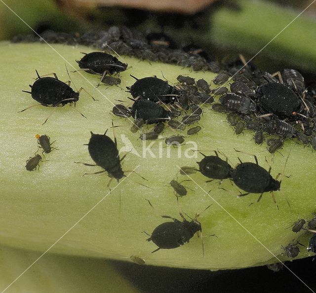 Black Bean Aphid (Aphis fabae)