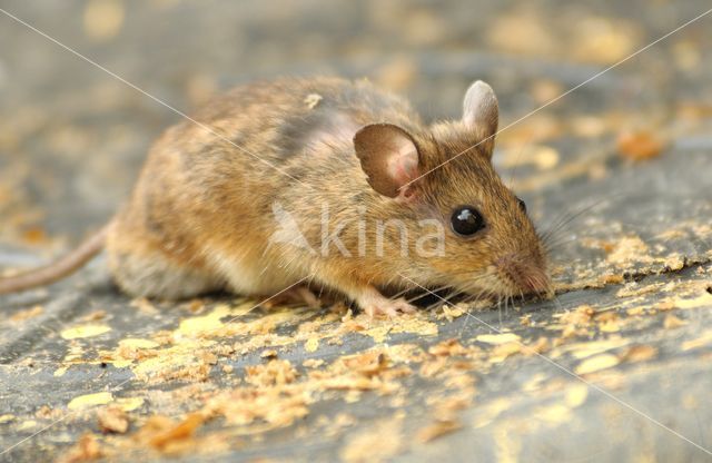 long-tailed field mouse (Apodemus sylvaticus)