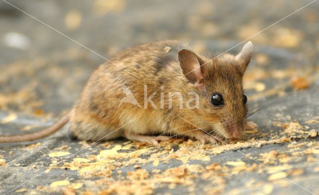 long-tailed field mouse (Apodemus sylvaticus)