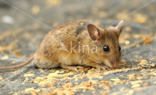 Bosmuis (Apodemus sylvaticus)