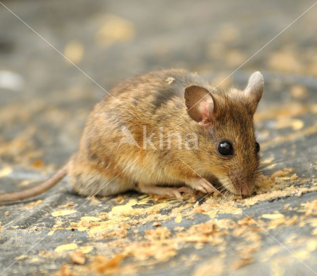 long-tailed field mouse (Apodemus sylvaticus)