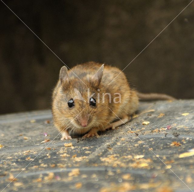 Bosmuis (Apodemus sylvaticus)