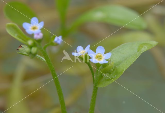 Waterforget-me-not (Myosotis palustris)