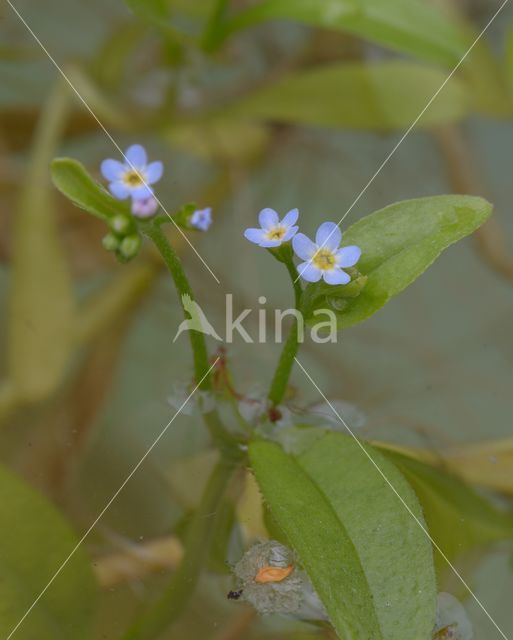 Moeras vergeet-mij-nietje (Myosotis palustris)