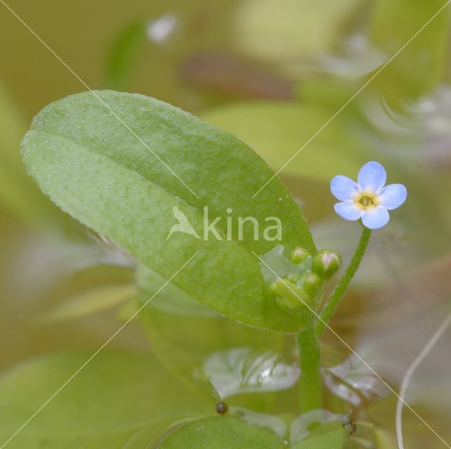 Moeras vergeet-mij-nietje (Myosotis palustris)