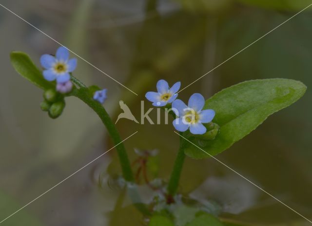 Moeras vergeet-mij-nietje (Myosotis palustris)