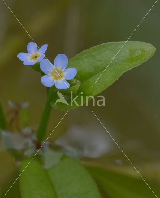 Waterforget-me-not (Myosotis palustris)