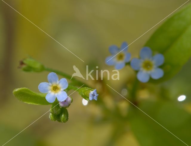 Waterforget-me-not (Myosotis palustris)