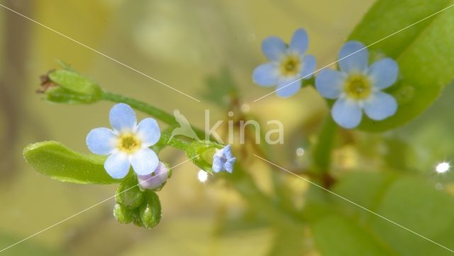 Waterforget-me-not (Myosotis palustris)