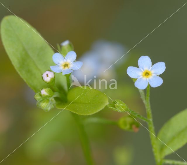 Moeras vergeet-mij-nietje (Myosotis palustris)