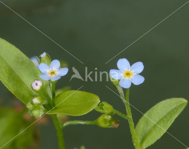 Moeras vergeet-mij-nietje (Myosotis palustris)