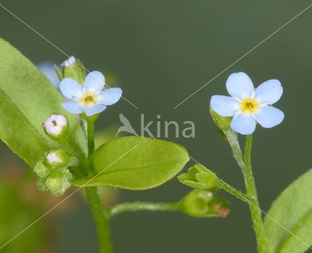 Waterforget-me-not (Myosotis palustris)