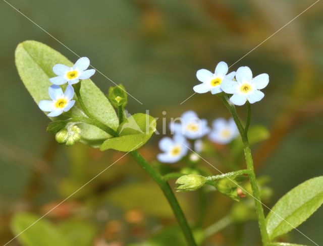 Moeras vergeet-mij-nietje (Myosotis palustris)