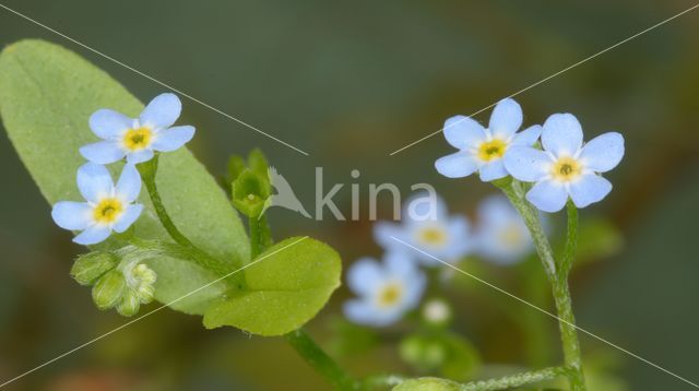 Moeras vergeet-mij-nietje (Myosotis palustris)