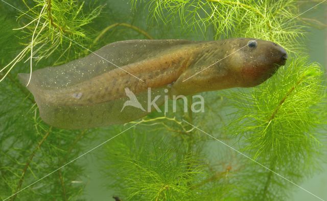 Knoflookpad (Pelobates fuscus)