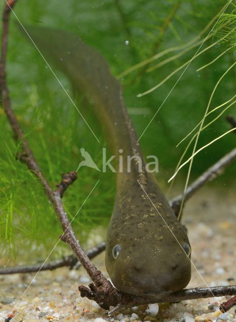 Common Spadefoot Toad (Pelobates fuscus)