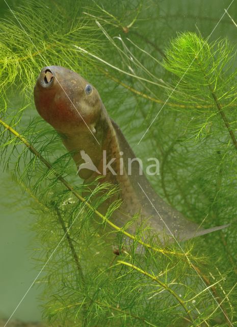 Knoflookpad (Pelobates fuscus)