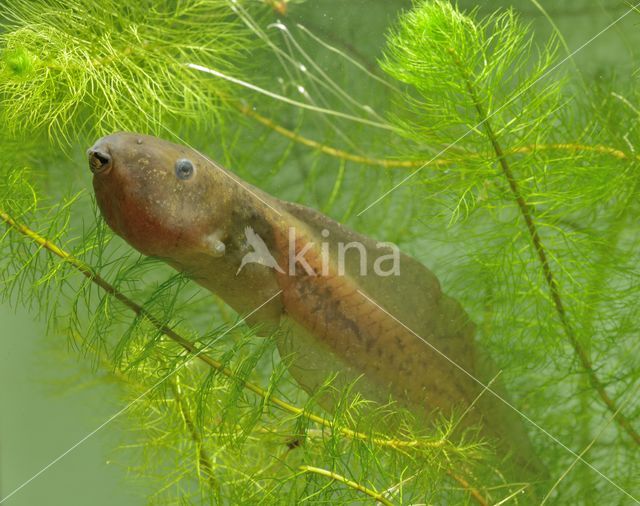 Common Spadefoot Toad (Pelobates fuscus)