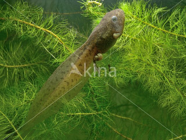 Knoflookpad (Pelobates fuscus)