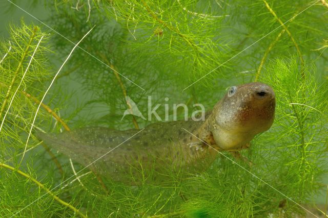 Common Spadefoot Toad (Pelobates fuscus)