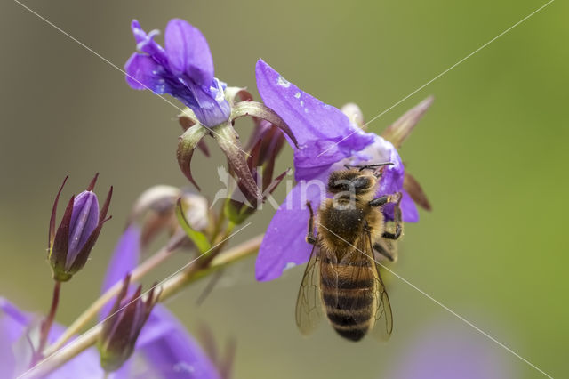 honey bee (Apis mellifera mellifera)