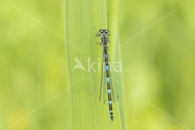 Variable Damselfly (Coenagrion pulchellum)