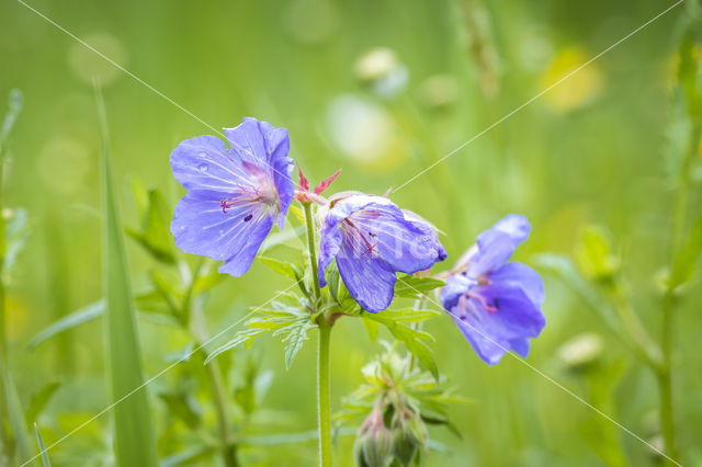 Beemdooievaarsbek (Geranium pratense)