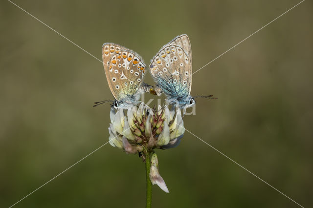 Common Blue (Polyommatus icarus)