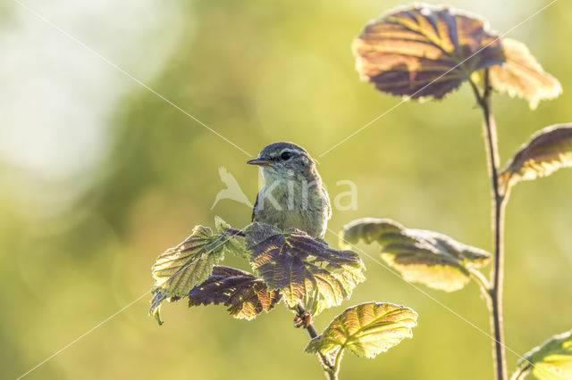 Willow Warbler (Phylloscopus trochilus)