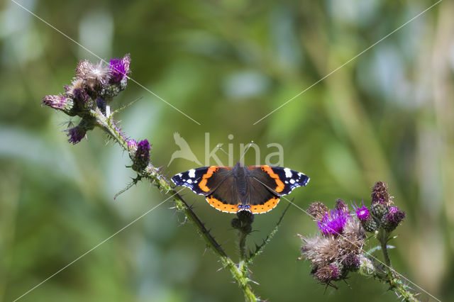 Red Admiral (Vanessa atalanta)