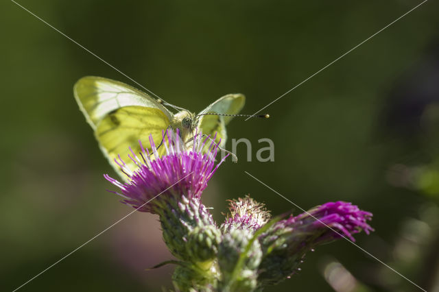 Klein geaderd witje (Pieris napi)