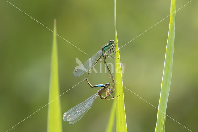 Blue-tailed Damselfly (Ischnura elegans)