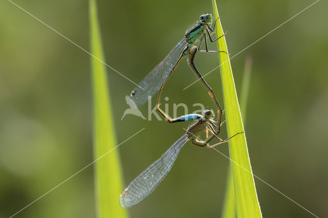 Lantaarntje (Ischnura elegans)