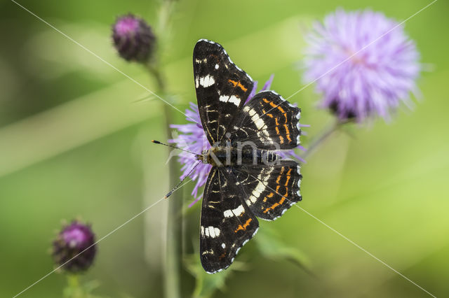 Landkaartje (Araschnia levana)