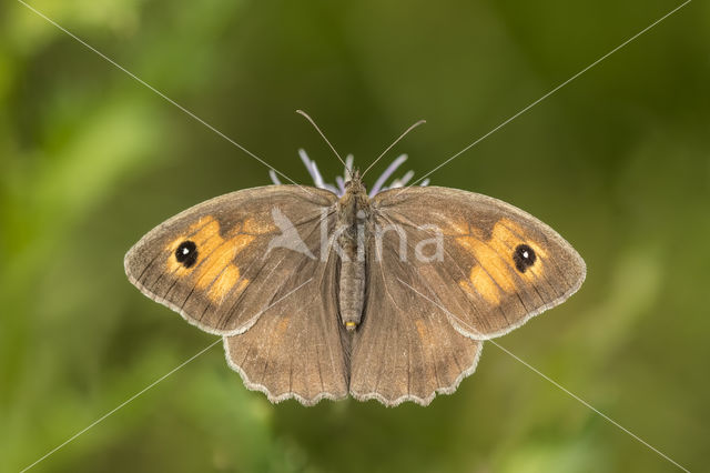 Meadow Brown (Maniola jurtina)