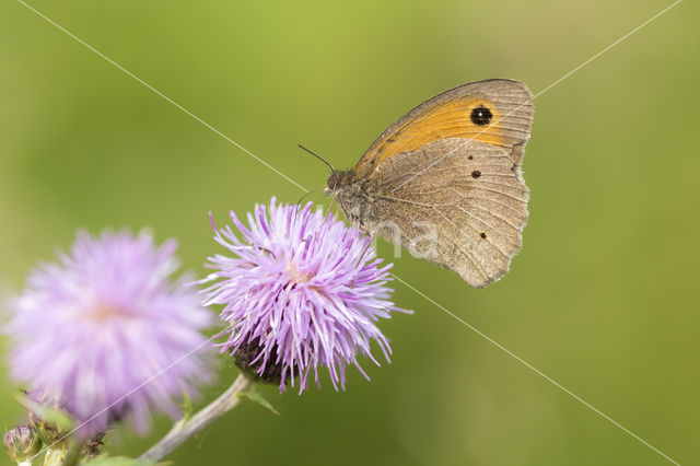 Meadow Brown (Maniola jurtina)