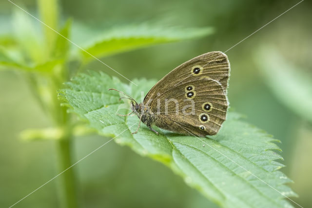 Ringlet (Aphantopus hyperantus)