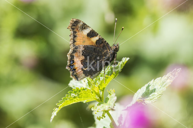 Kleine vos (Aglais urticae)