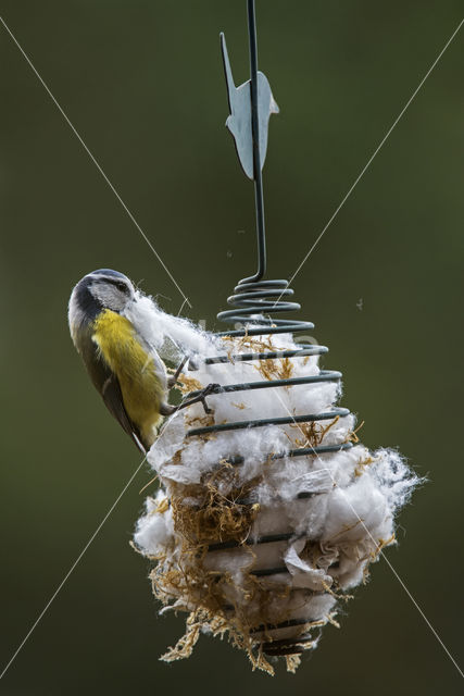 Blue Tit (Parus caeruleus)