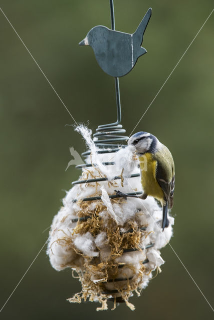 Blue Tit (Parus caeruleus)