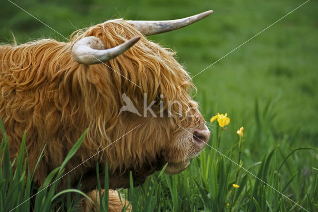 Highland Cow (Bos domesticus)