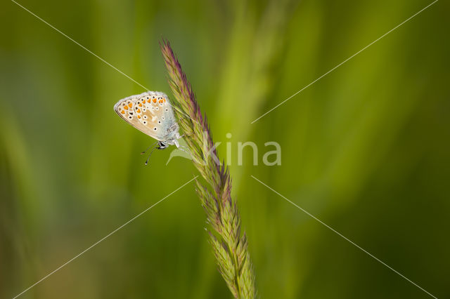 Common Blue (Polyommatus icarus)