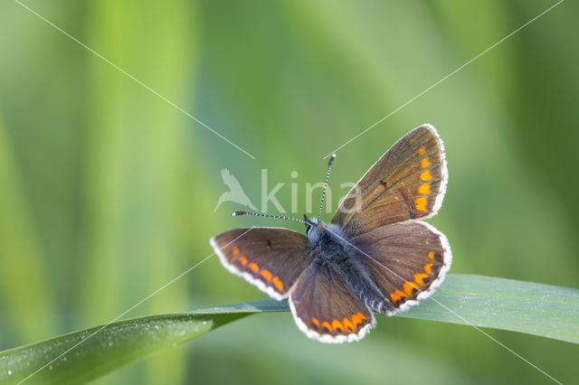 Common Blue (Polyommatus icarus)