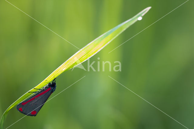 The Cinnabar (Tyria jacobaeae)