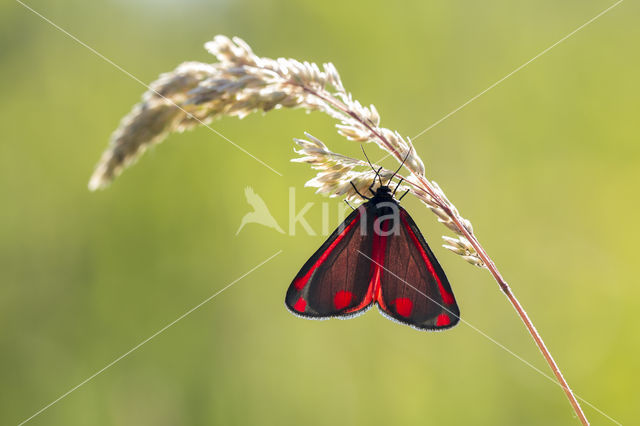 The Cinnabar (Tyria jacobaeae)