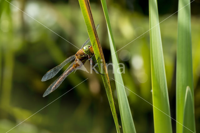 Northern Hawker (Aeshna isosceles)
