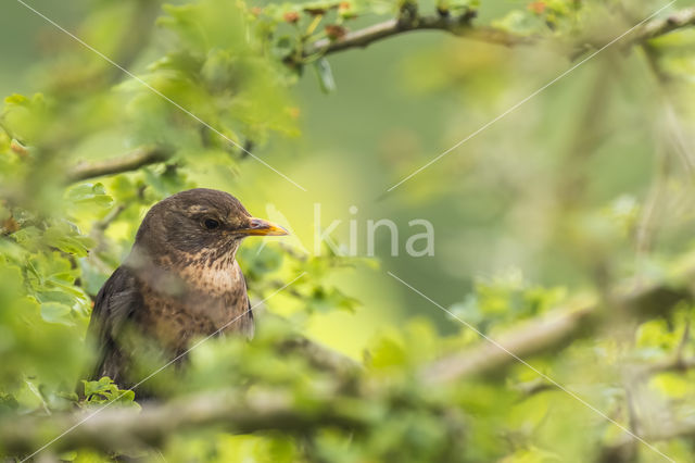 Merel (Turdus merula)