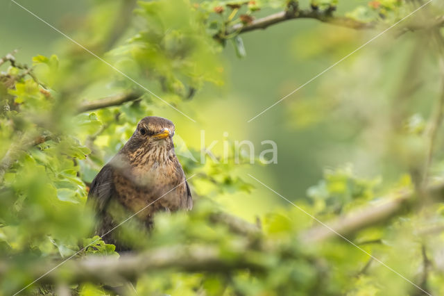 Eurasian Blackbird (Turdus merula)