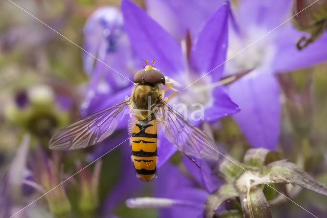 Marmelade Fly (Episyrphus balteatus)