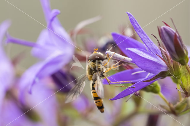 Marmelade Fly (Episyrphus balteatus)